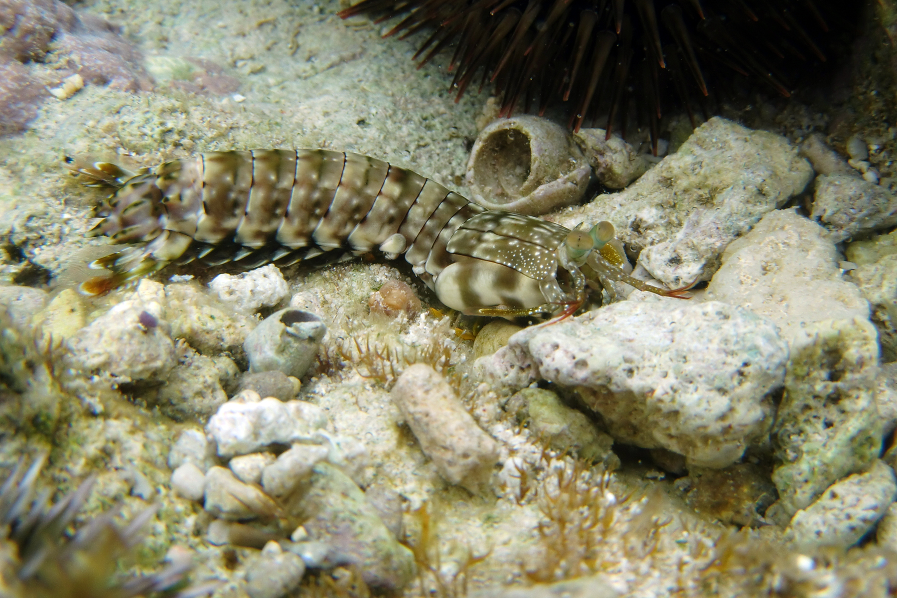 Представитель Семейства Gonodactylidae